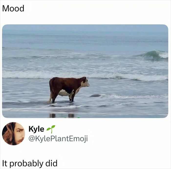 Cow standing in water by the ocean funny animal mood meme
