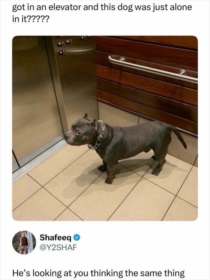 Dog alone in elevator looking suspicious meme