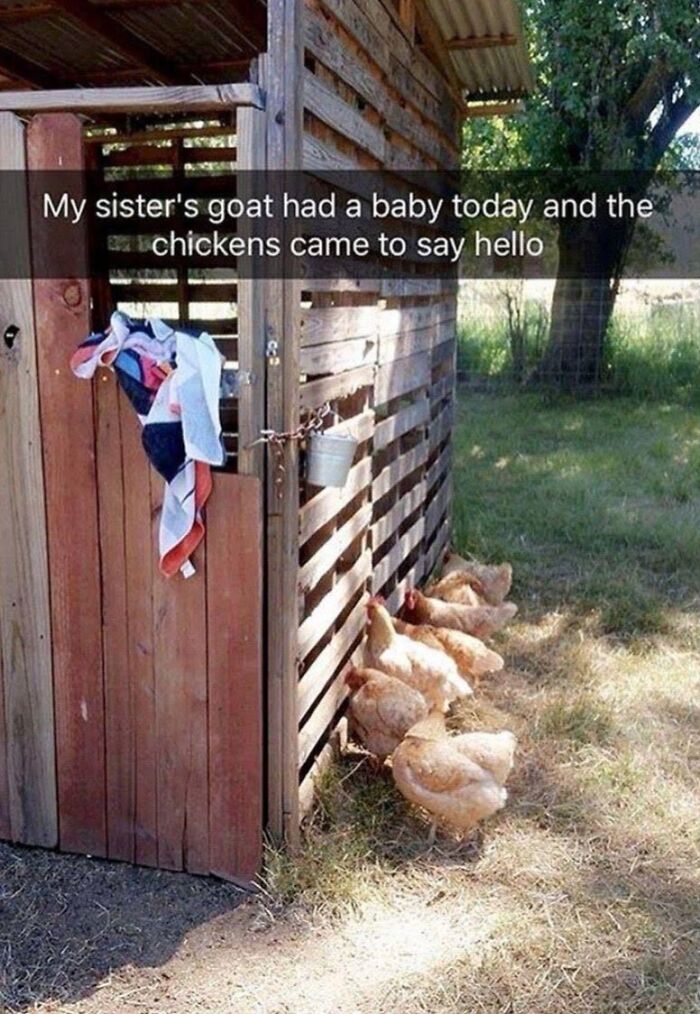 Chickens line up outside a wooden shed, captioned, My sister's goat had a baby today and the chickens came to say hello. Wholesome memes.