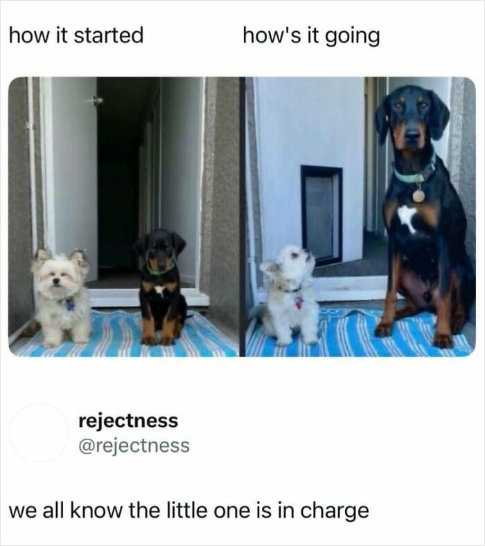 Wholesome-Memes-Memeuplift