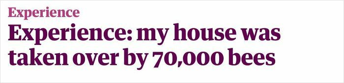 Hilarious newspaper headline about a house taken over by 70,000 bees