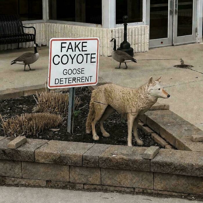 A funny You Had One Job fail: a fake coyote goose deterrent with geese walking around it.
