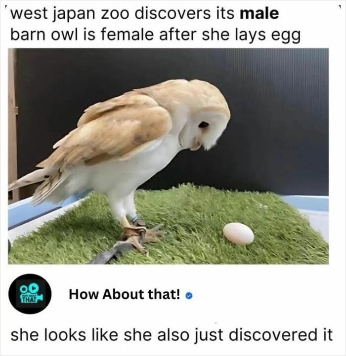 Wholesome-Memes-Memeuplift