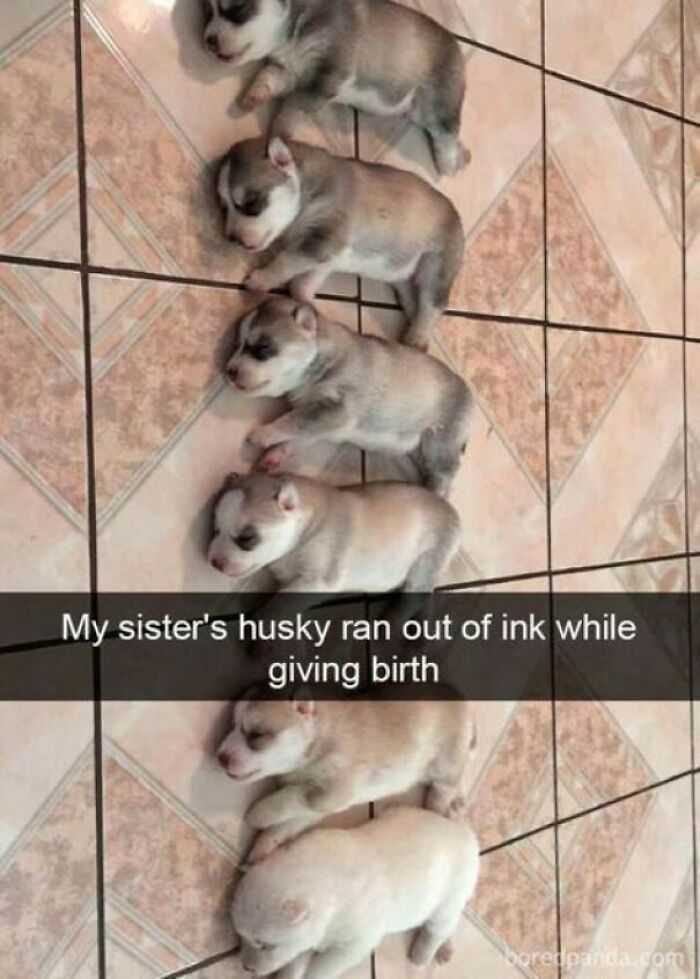 Blessed Images: A line of husky puppies gradually getting lighter in color, creating a humorous, soul-healing moment of positivity.