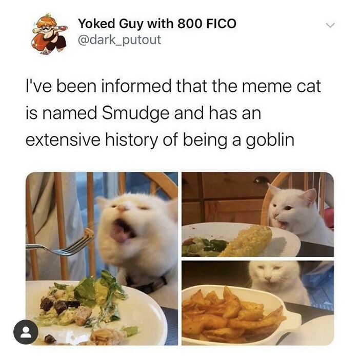 Humorous meme of Smudge the cat reacting to food. Blessed Images to make your day a little better. Full of positivity.