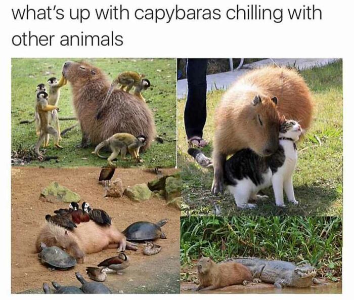Blessed Images of capybaras with other animals like monkeys, cats, turtles, ducks, and even a crocodile. Full of positivity!