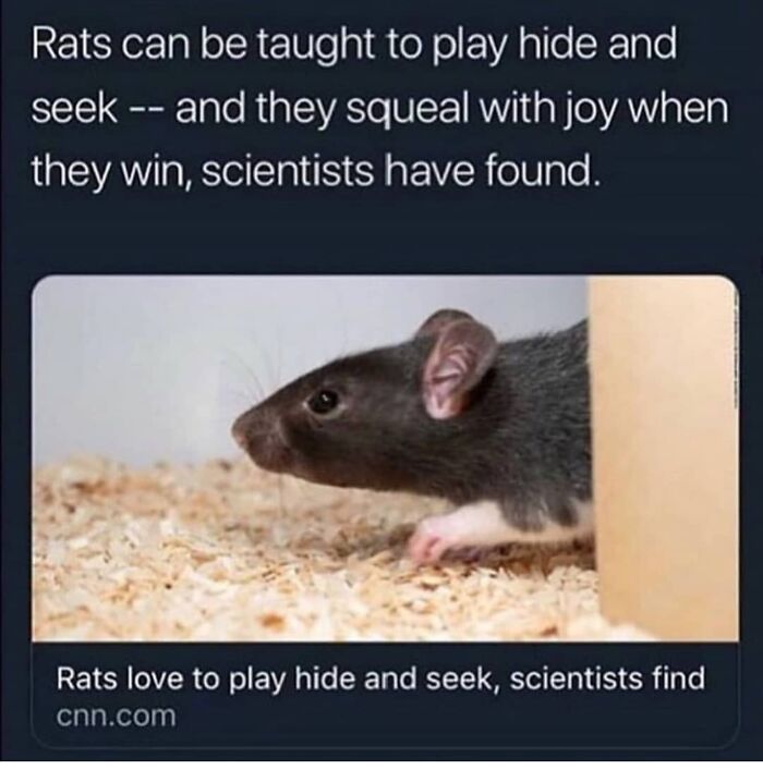 A rat playing hide-and-seek, a blessed image conveying positivity and soul-healing content.
