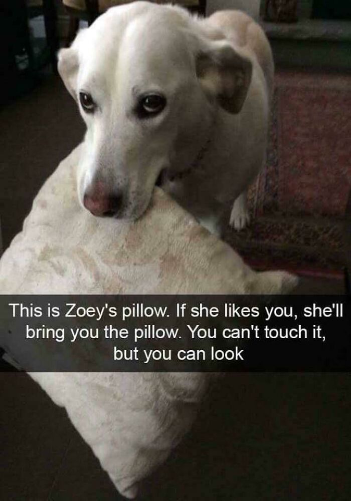 A white dog holding a pillow in its mouth with text below, a blessed image conveying positivity.