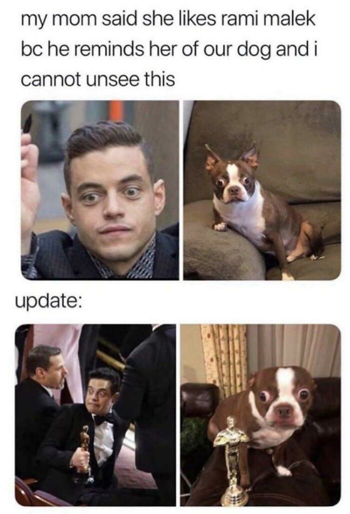A meme with Rami Malek and a Boston Terrier showing similar wide-eyed expressions, offering soul-healing positivity.