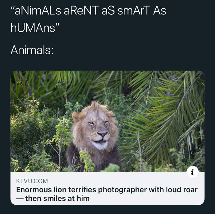 A meme about animals being smart, featuring a smiling lion. A great blessed image for positivity.