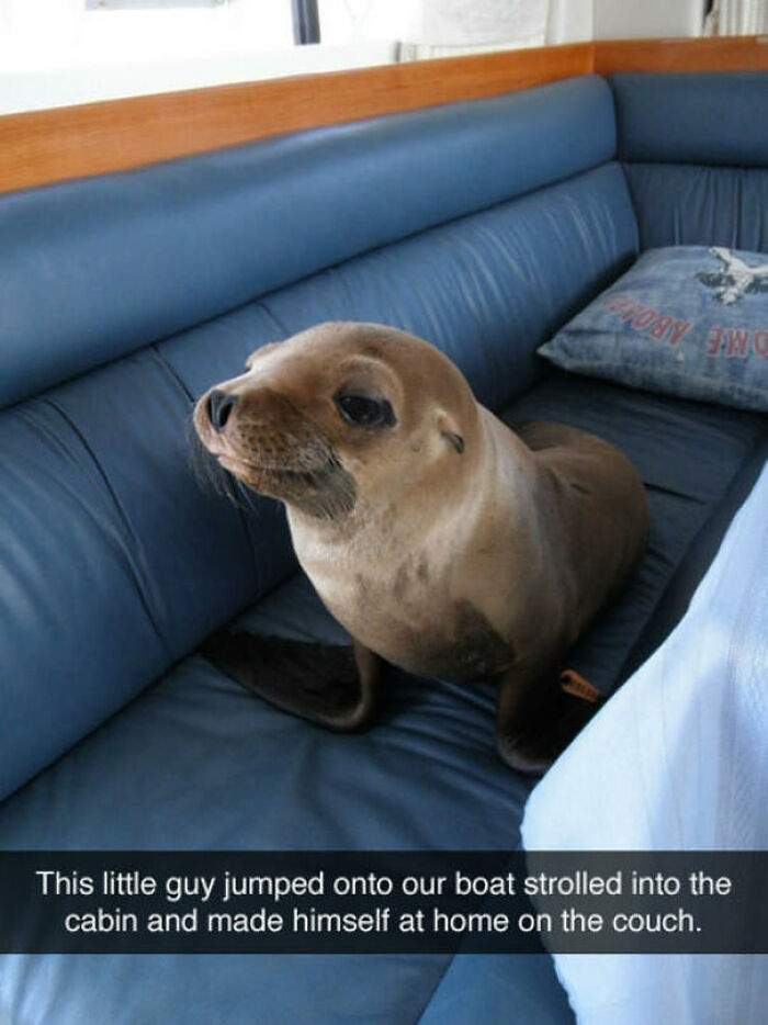 A cute baby sea lion relaxing on a blue couch inside a boat. Blessed image of positivity to make your day better.