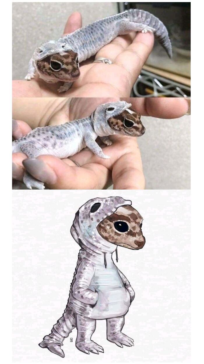 Blessed Images of a gecko shedding its skin like a hoodie, and a cartoon drawing of the same, full of positivity.