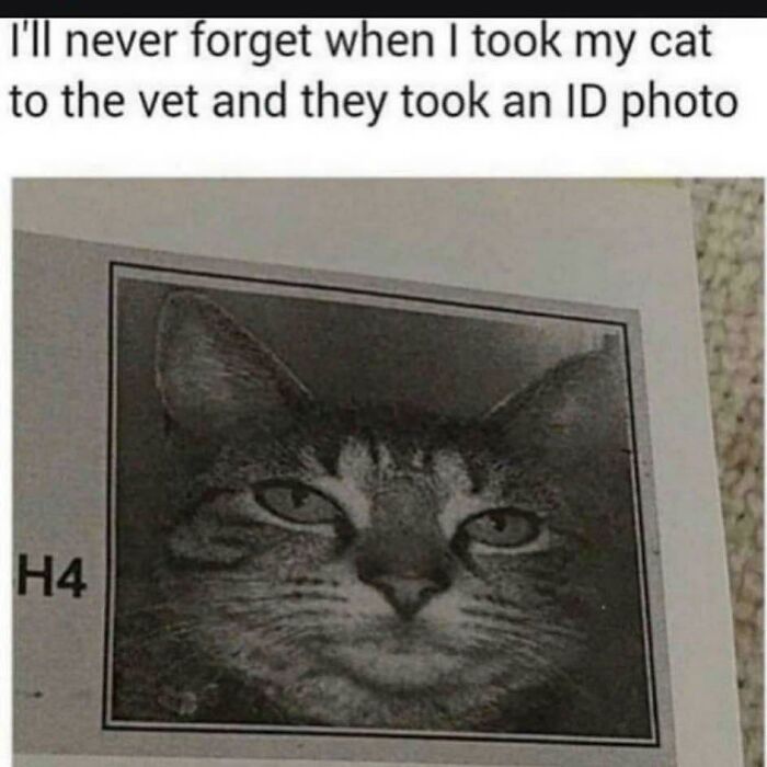 A meme shows a cat's solemn ID photo from the vet, making viewers smile. Blessed images for positivity.