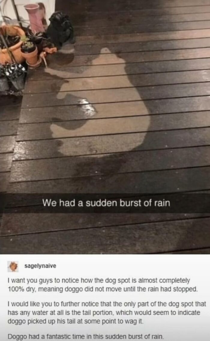 A Blessed Image of a dog's dry silhouette on a wet wooden deck after rain. A truly soul-healing post.