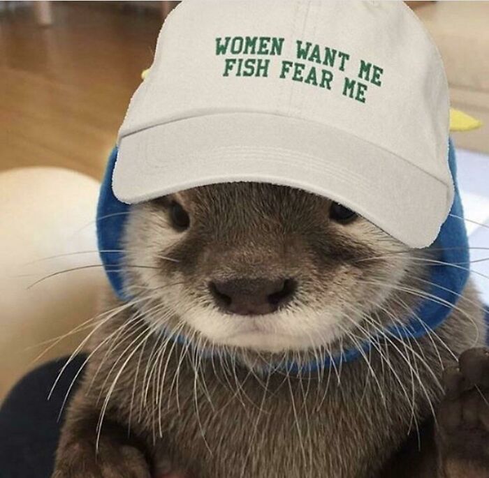 A blessed image of an otter wearing a white baseball cap that says, Women Want Me Fish Fear Me for daily positivity.