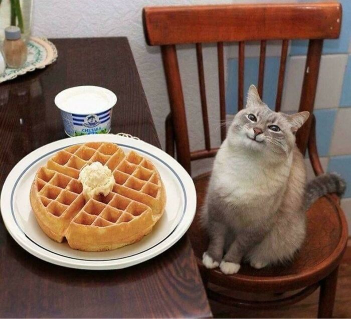 A content cat sits beside a plate with a waffle and butter, offering soul-healing positivity to make your day better.