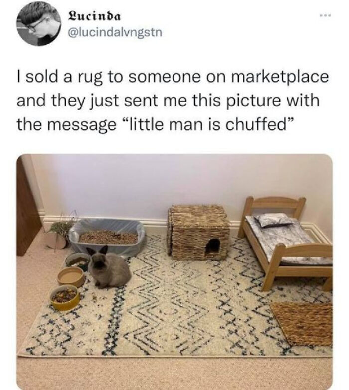 A Blessed Image of a happy rabbit on a new rug with its tiny bed and food bowls, bringing positivity.