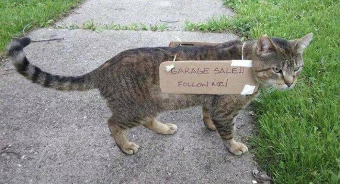 A tabby cat wears a 'Garage Sale! Follow Me!' sign. A blessed image sure to spread positivity.