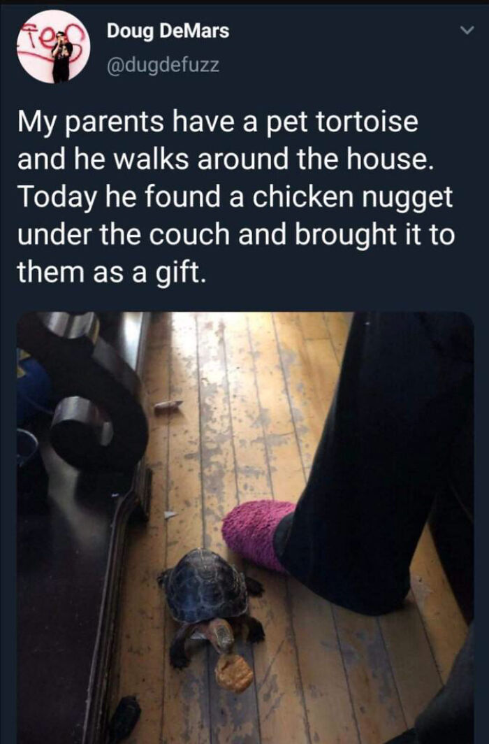 Blessed_tortoise