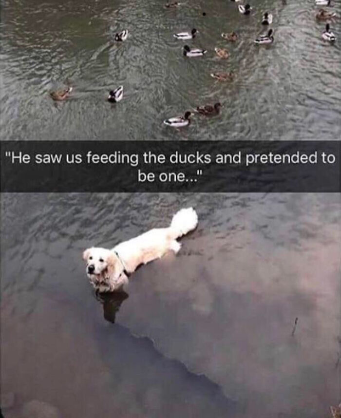 A golden retriever swims amongst ducks, pretending to be one of them, a blessed image bringing positivity to your day.