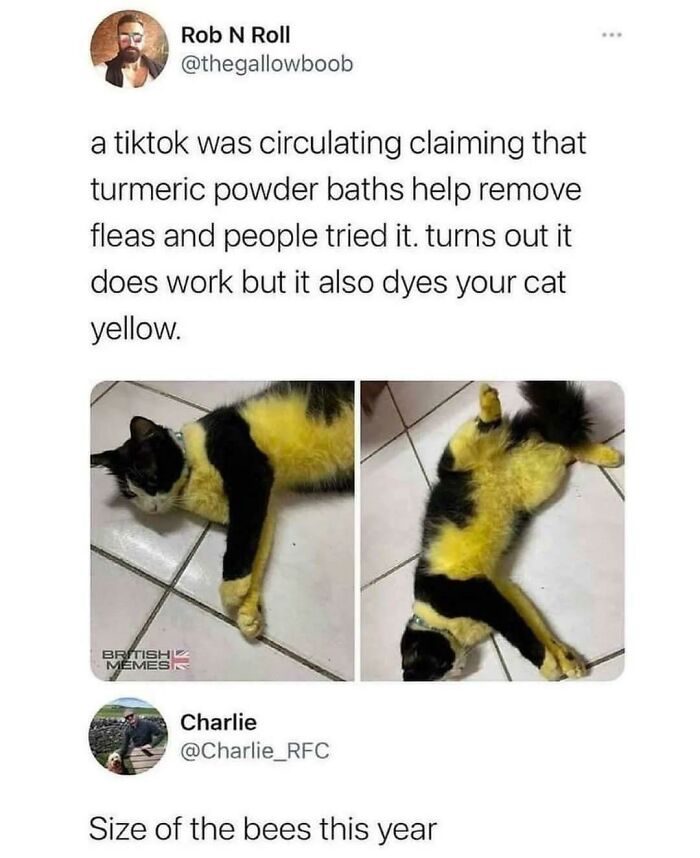 A viral tweet showing a cat dyed yellow and black after a turmeric bath, making it look like a bee. Soul-healing positivity.