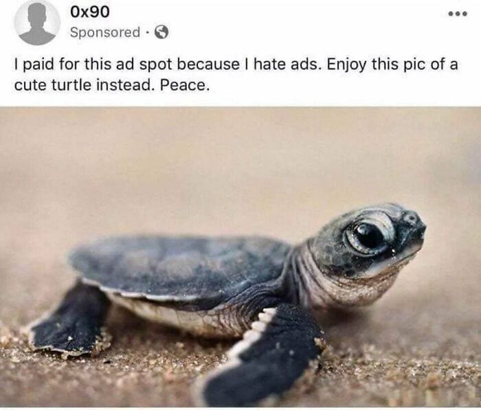 A blessed image of a tiny, cute turtle crawling on sand. A post full of positivity to make your day better.