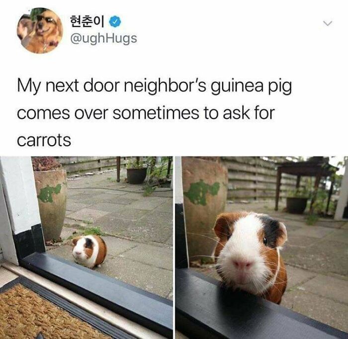 Two images show a guinea pig at a doorstep, a Blessed Image bringing positivity as it asks for carrots.