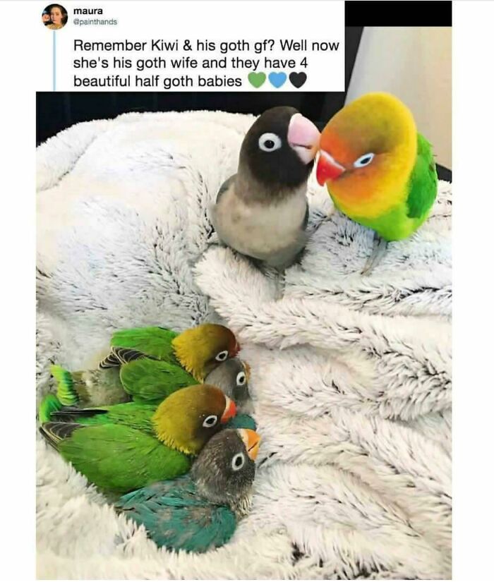 Blessed Images: Two lovebirds with four cute babies on a blanket. A soul-healing post full of positivity.