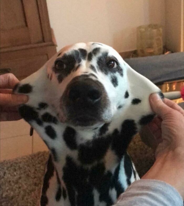 A person stretching a Dalmatian's face into a wide smile, making a Blessed Image full of positivity.