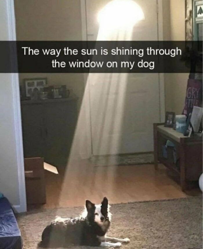 A blessed image of a dog basking in a ray of sunlight, bringing soul-healing positivity to your day.