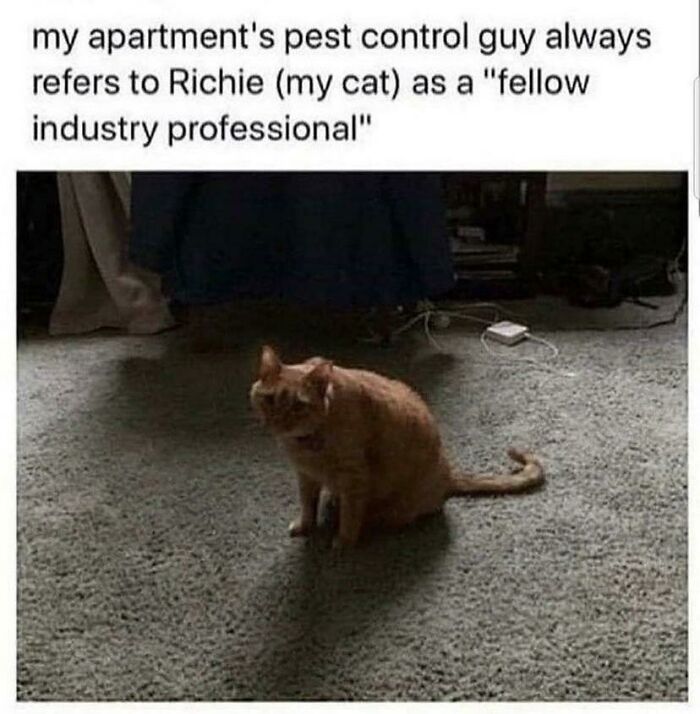 An orange cat sits on a carpet, with text describing it as a "fellow industry professional." Blessed Images of positivity.