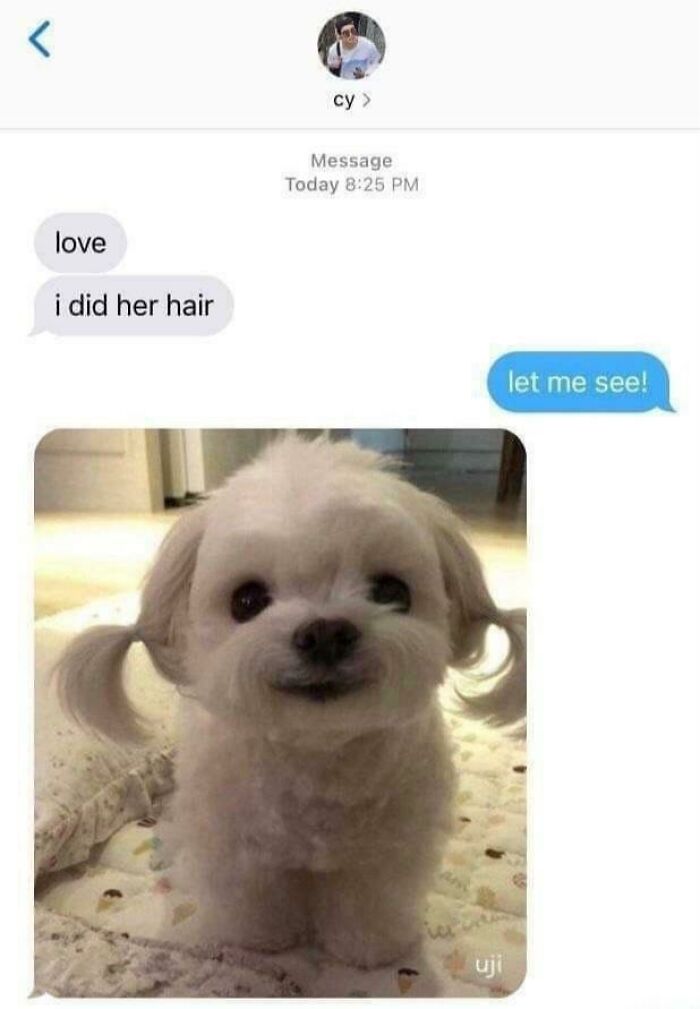 A text message exchange with a cute white dog wearing pigtails, a blessed image conveying positivity.