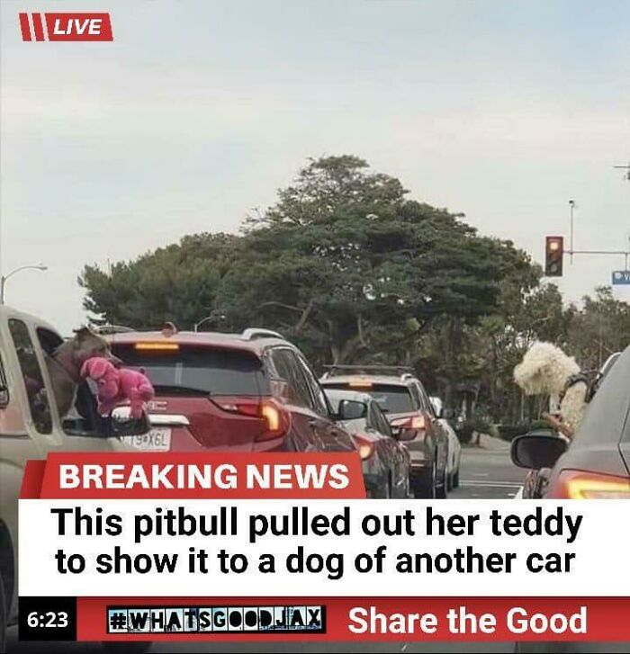 A blessed image of a pitbull in traffic showing her pink teddy to another dog. Soul-healing positivity for your day.