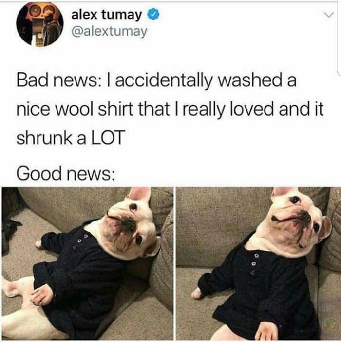 Blessed Images: A cute French bulldog wearing a tiny black shirt, showcasing positivity and humor. Soul-healing content.