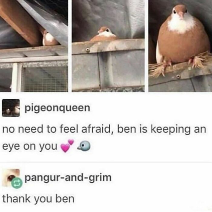 A humorous three-panel image showing a pigeon, Ben, growing larger. It promises soul-healing positivity to make your day better.