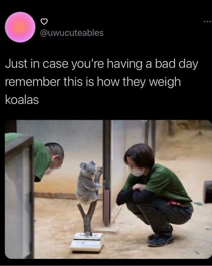A blessed image of a tiny koala bear clinging to a branch on a scale, being observed by two masked caretakers, bringing positivity.