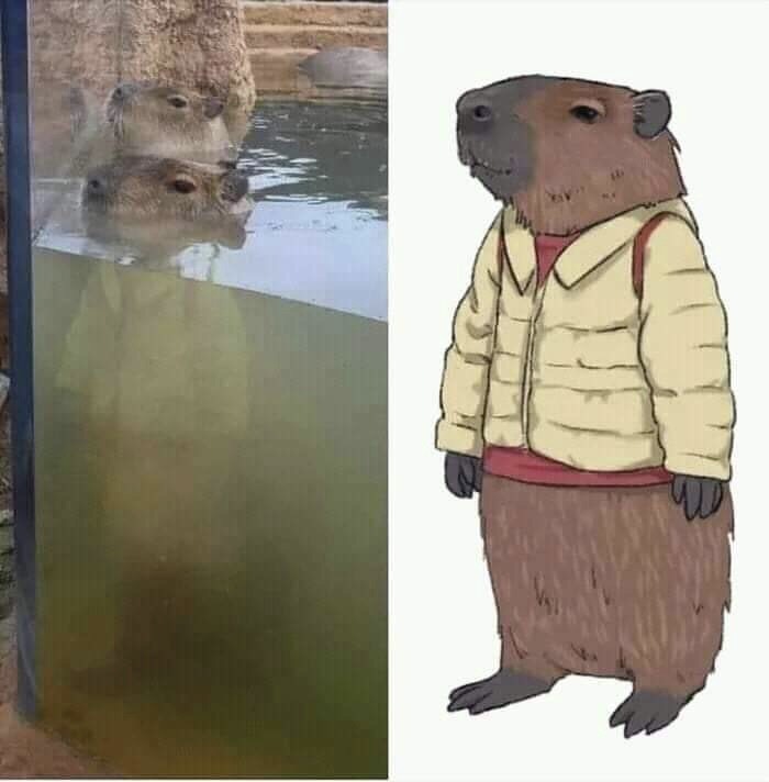 Blessed Images: A capybara in water with its reflection forming a body in a jacket next to a cartoon version. Full of positivity.