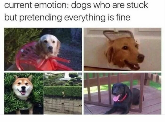 Four blessed images of dogs stuck in funny situations, offering soul-healing positivity. Make your day a little better!