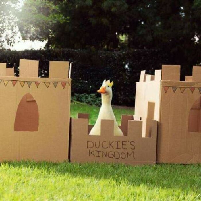 A duck wearing a crown stands in a cardboard castle labeled "DUCKIE'S KINGDOM." A soul-healing image full of positivity.
