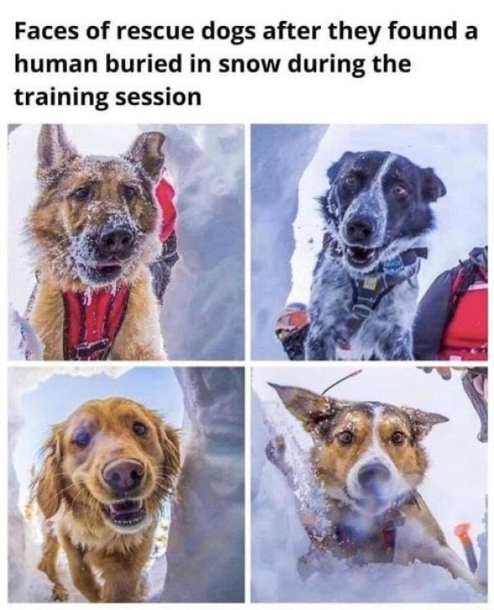 Four happy rescue dogs emerging from snow, their soulful expressions full of positivity after a successful training session.