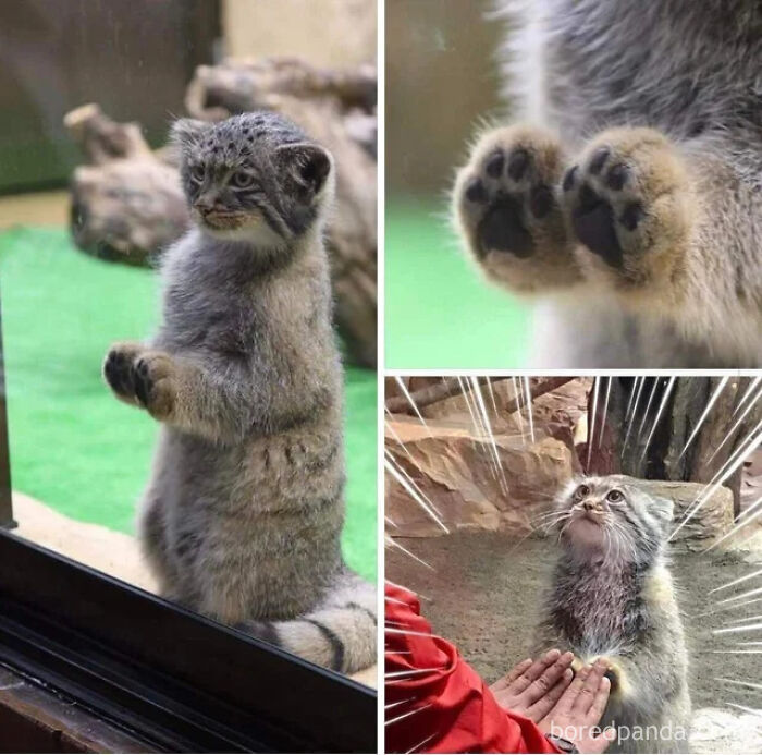 Collage of a cute Pallas cat. One image shows it standing, another shows its paws, and a third with human hands. Blessed Images for positivity.