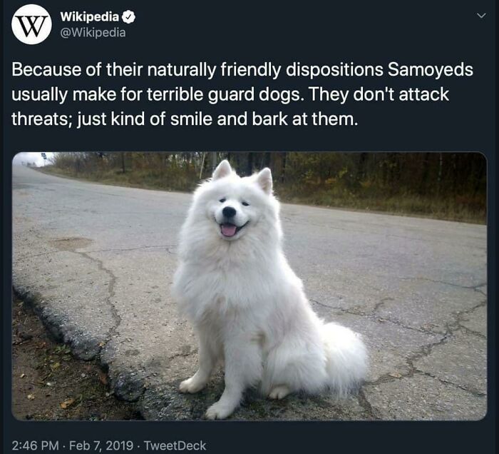Blessed Doggo?