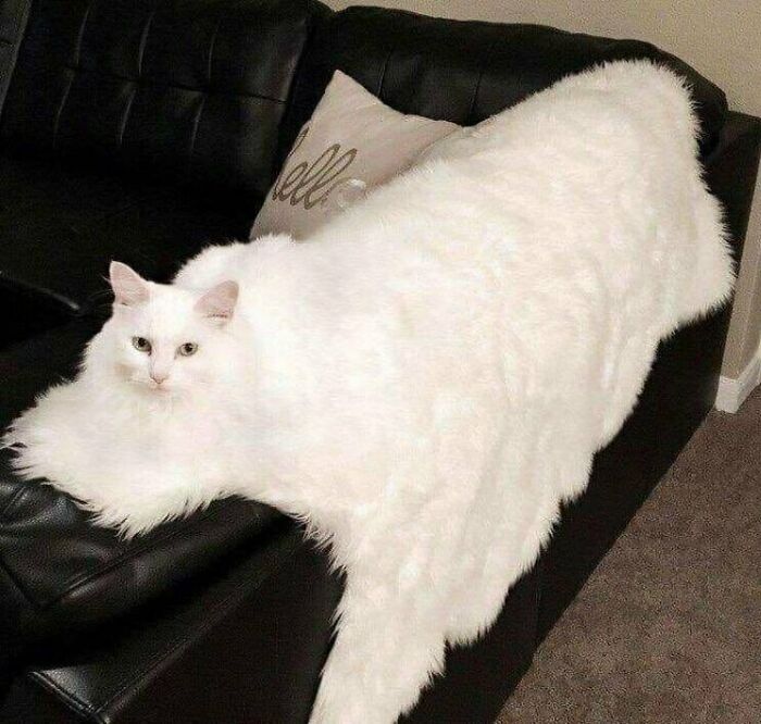 A fluffy white cat blends perfectly with a white throw blanket on a black leather couch, a soul-healing image.