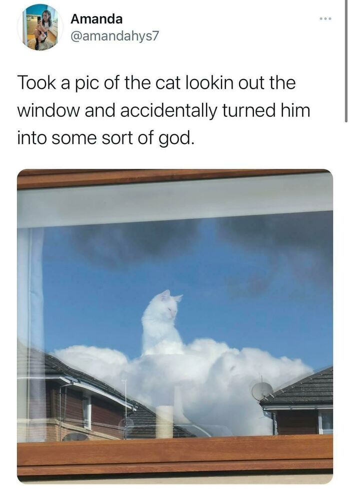 A white cat's reflection in a window makes it look like a celestial being in the sky, bringing positivity. Blessed images.