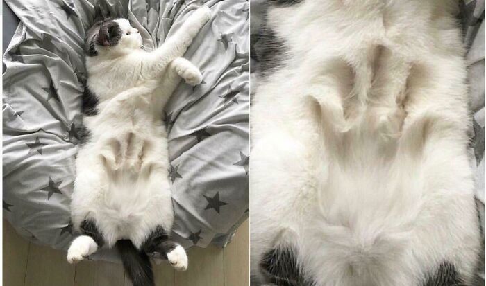 A cute white and grey cat sleeping on its back, revealing paw prints in its belly fur. A Blessed Image of positivity.