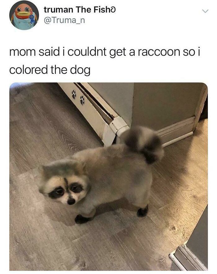 A small dog with its fur colored to resemble a raccoon, standing on a wooden floor, a Blessed Image offering positivity.