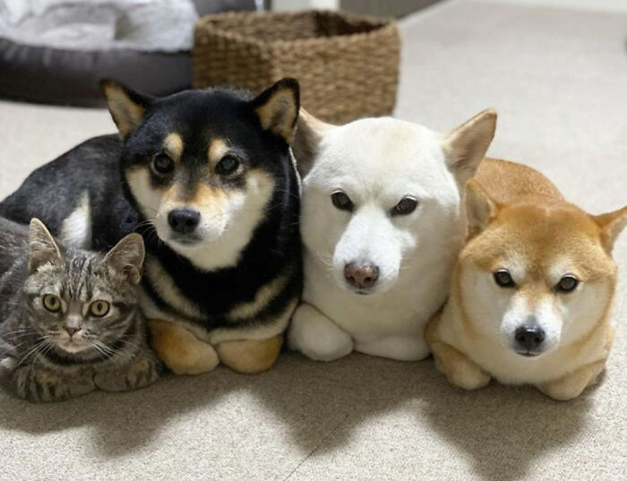 Blessed Images of three Shiba Inus—black, white, and tan—and a tabby cat sitting together. Full of Positivity.