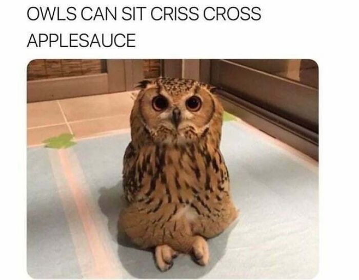 A cute owl sitting criss-cross applesauce on a light blue mat, a blessed image bringing positivity to your day.