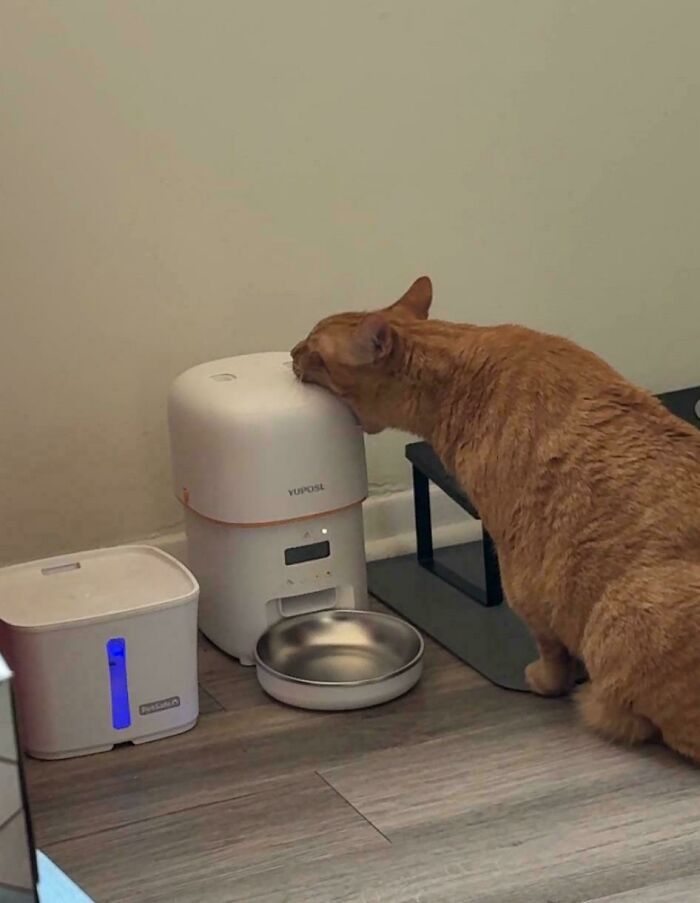 Um gato laranja farejando um comedouro automático branco para animais de estimação ao lado de um bebedouro. Histórias em escala inteligente costumam se tornar virais.