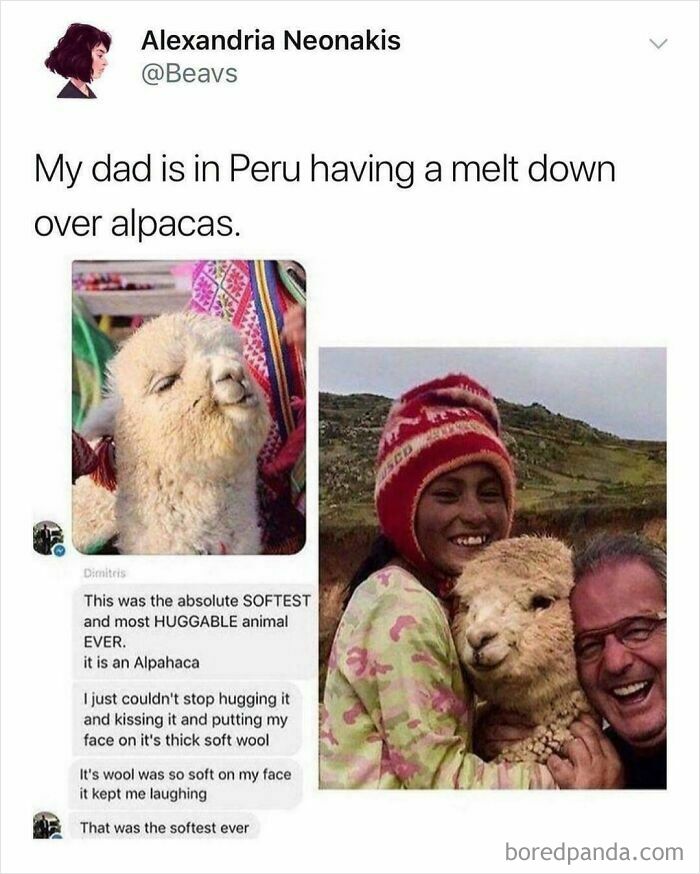 A dad melts over a fluffy alpaca in Peru, captured in Blessed Images of soul-healing positivity.